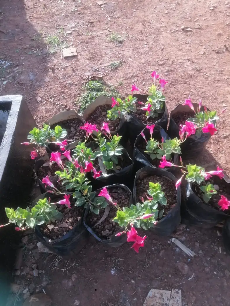 Assorted seedlings