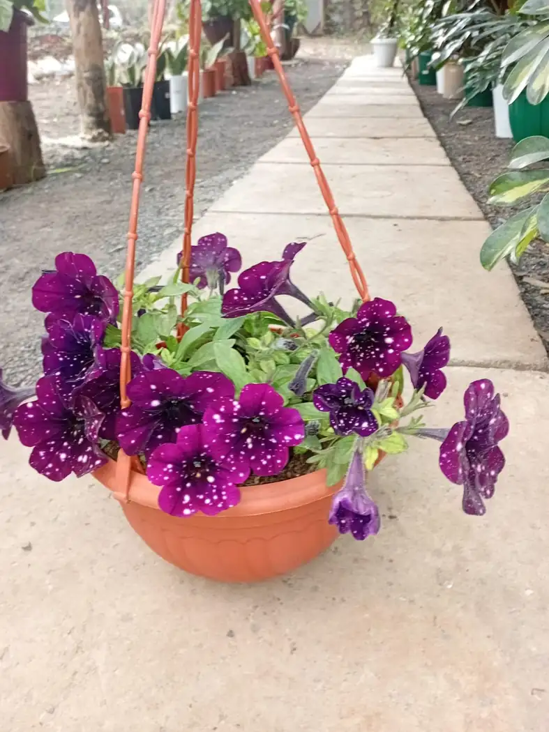 Hanging baskets