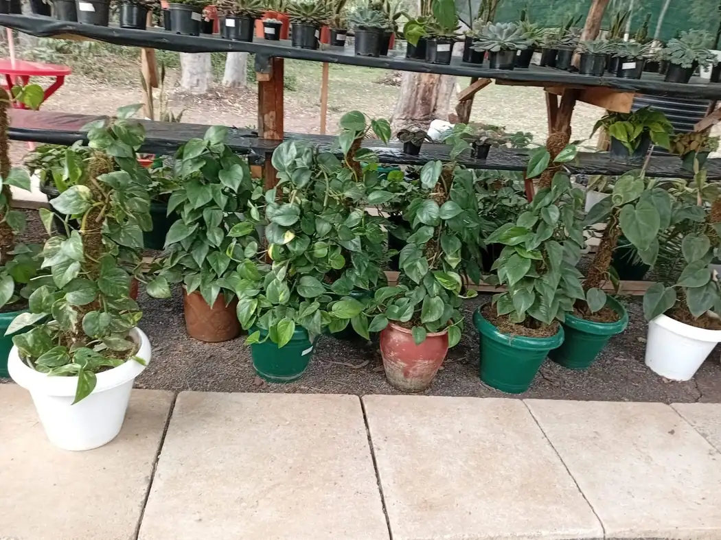 Indoor & decorative plants