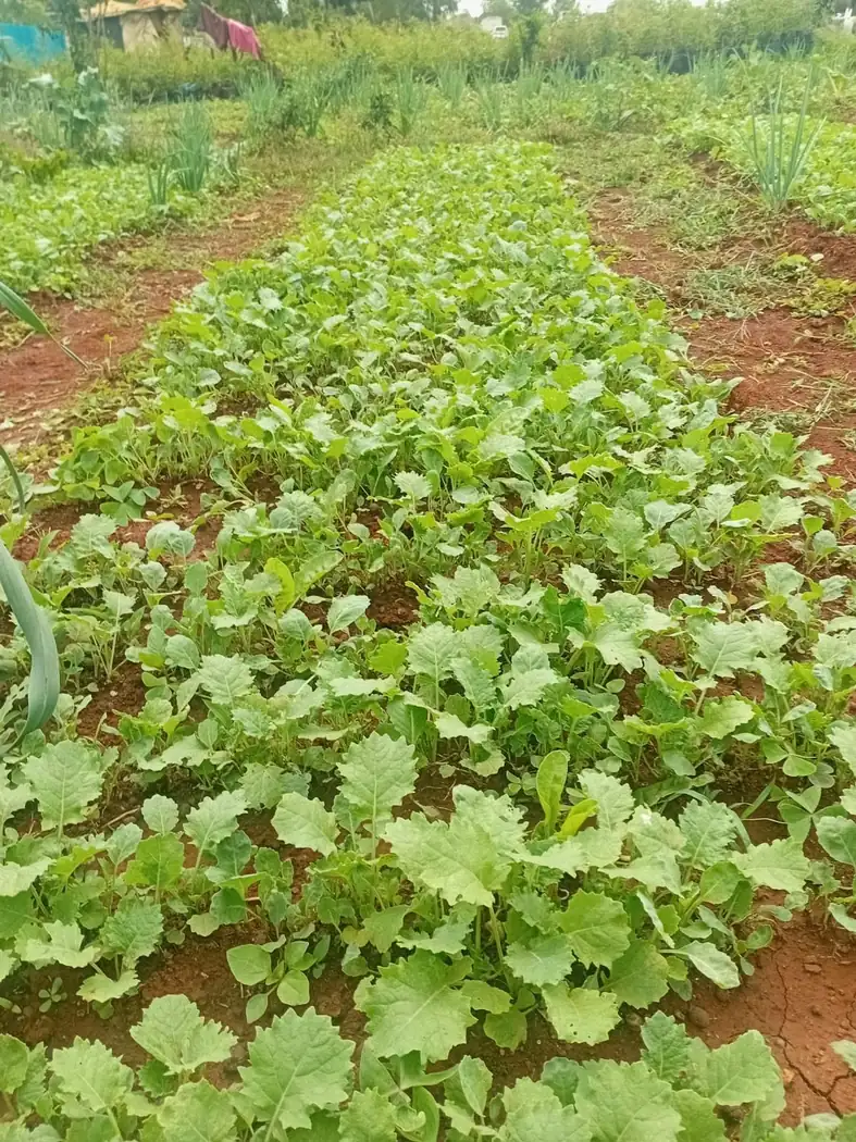 Kitchen garden seedlings