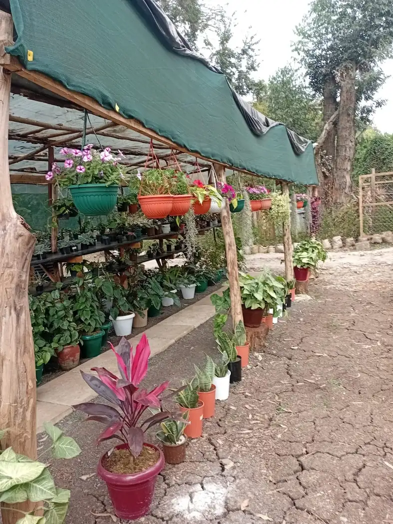 A simple nursery walkway with plants ready for sale.