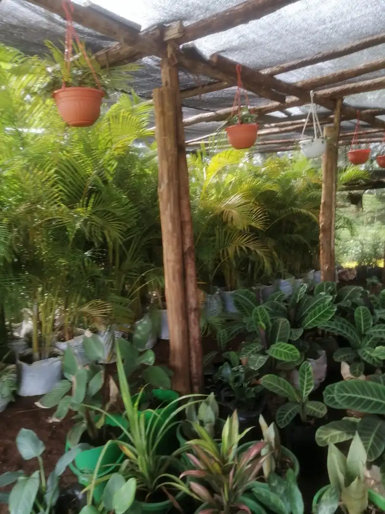 Palms & outdoor plants