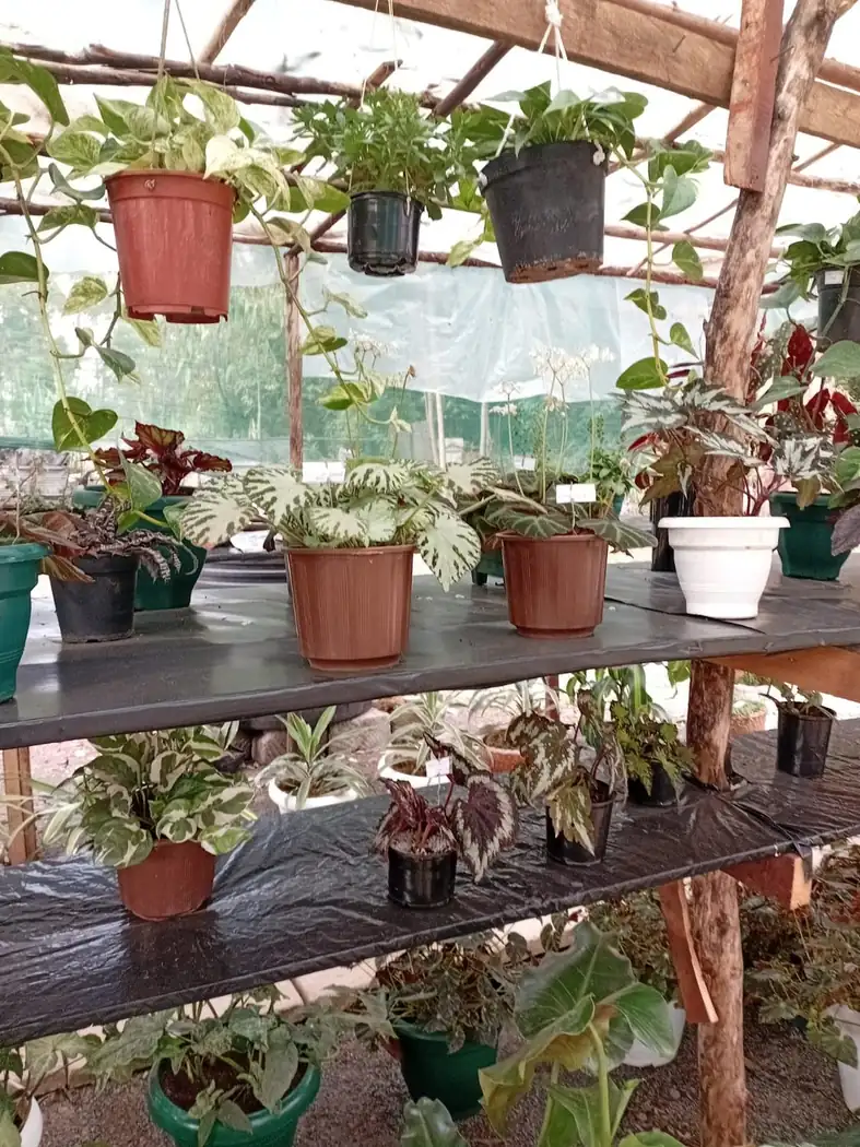 Decorative plants arranged for easy selection.
