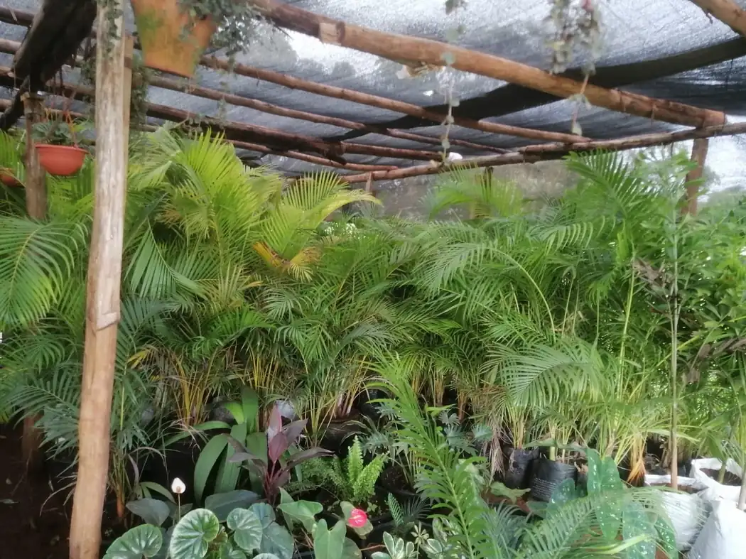Outdoor plants under shade for healthier growth.