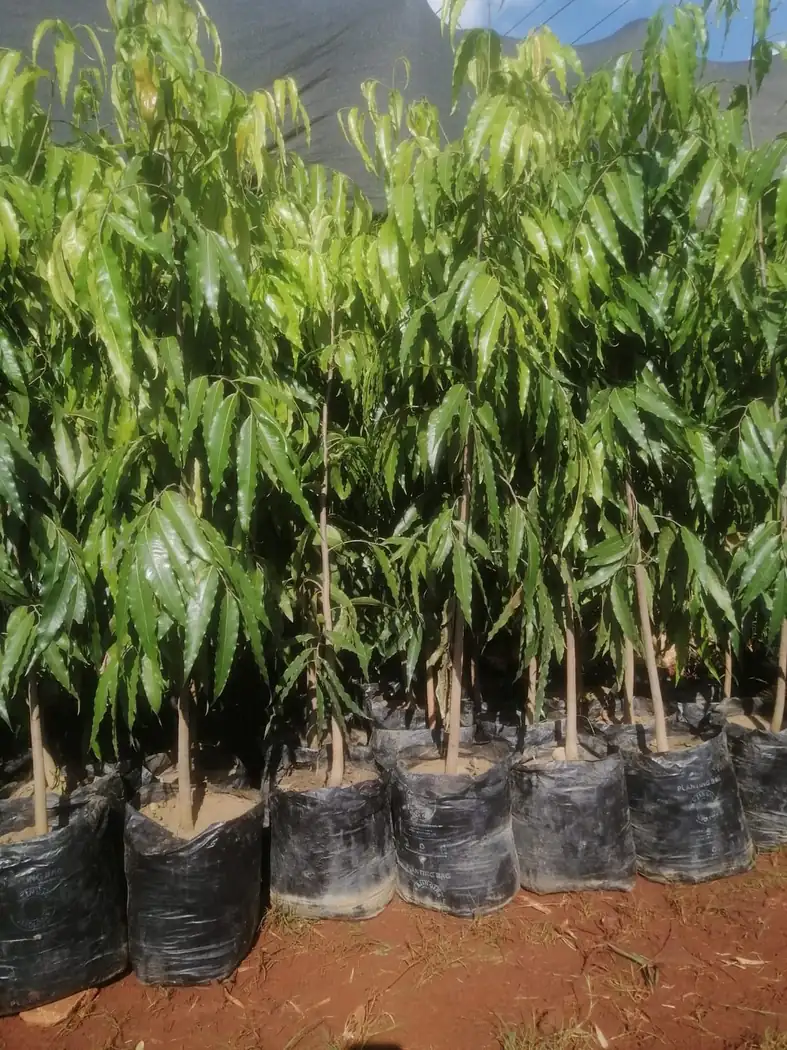 Tree seedlings for shade and long-term planting.